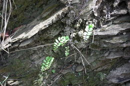 <i>Adiantum philippense</i> L.的圖片