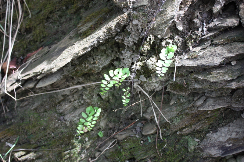 <i>Adiantum philippense</i> L.的圖片