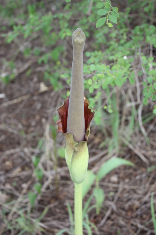 Image of Amorphophallus johnsonii N. E. Br.