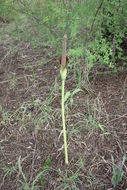 Image of Amorphophallus johnsonii N. E. Br.