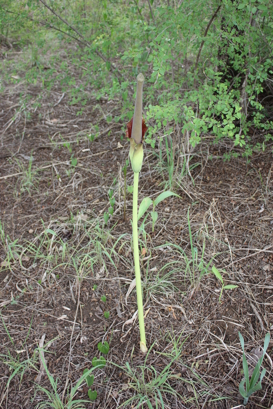 Image of Amorphophallus johnsonii N. E. Br.