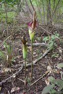 Image of Amorphophallus johnsonii N. E. Br.