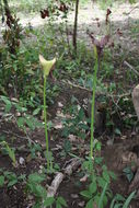 Image of Amorphophallus johnsonii N. E. Br.