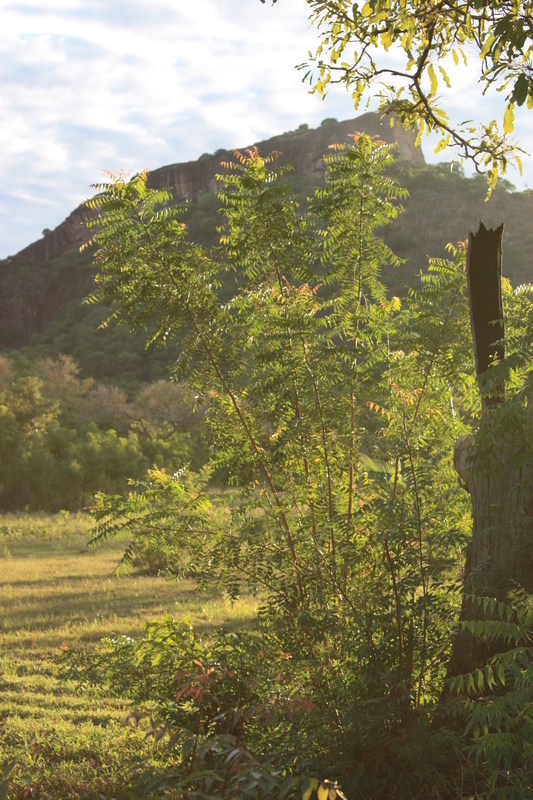 Image of Neem Tree