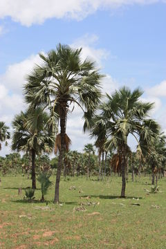 Image of Borassus akeassii Bayton, Ouédr. & Guinko