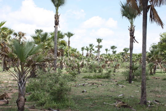 Image of Borassus akeassii Bayton, Ouédr. & Guinko