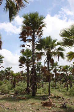 Image of Borassus akeassii Bayton, Ouédr. & Guinko