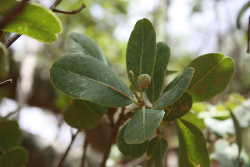 Image of Senegal boscia