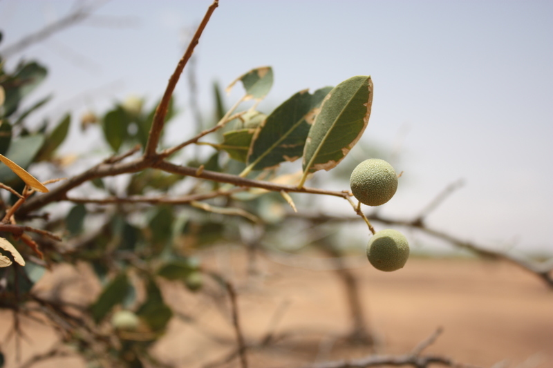 Image of Senegal boscia