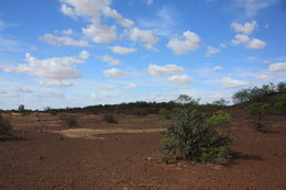 Image of Senegal boscia