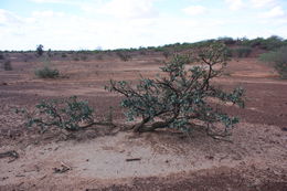 Image of Senegal boscia