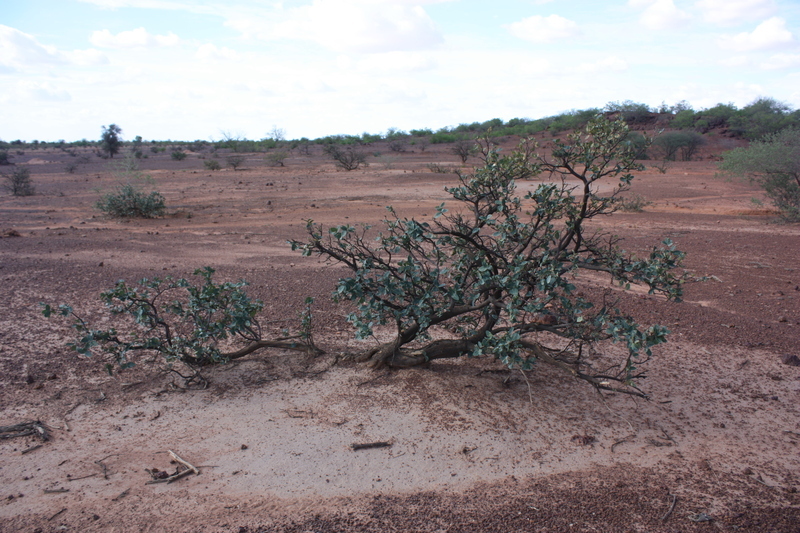 Image of Senegal boscia