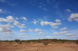 Image of Senegal boscia