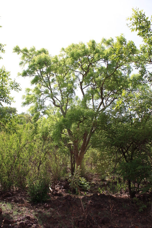 Image of Boswellia dalzielii Hutchinson