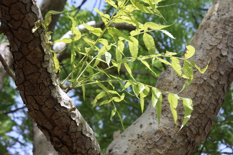 Image of Boswellia dalzielii Hutchinson