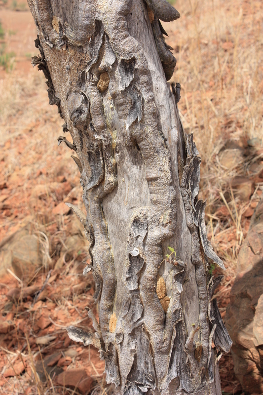 Image of Boswellia dalzielii Hutchinson