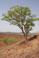 Image of Boswellia dalzielii Hutchinson