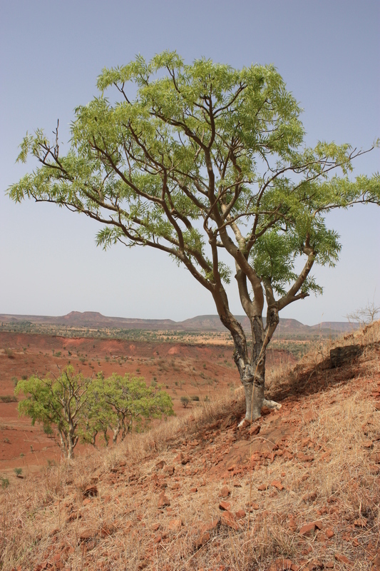 Plancia ëd Boswellia dalzielii Hutchinson