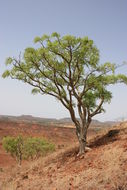 Plancia ëd Boswellia dalzielii Hutchinson