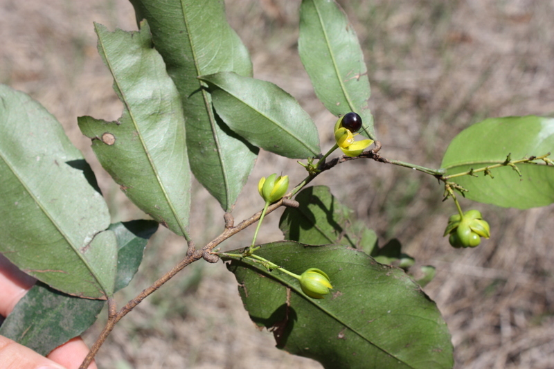 Image of <i>Campylospermum glaberrimum</i> (P. Beauv.) Farron