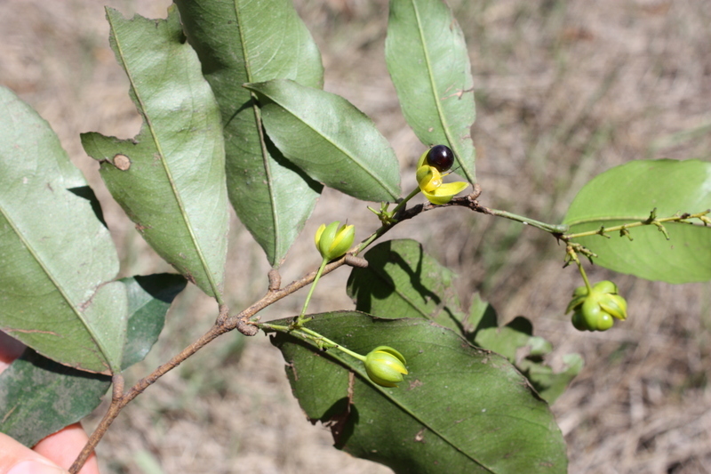 Image of <i>Campylospermum glaberrimum</i> (P. Beauv.) Farron