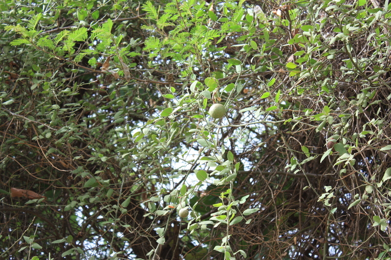 Image of Capparis sepiaria L.