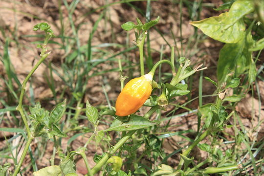 Image of <i>Capsicum chinense</i> Jacq.