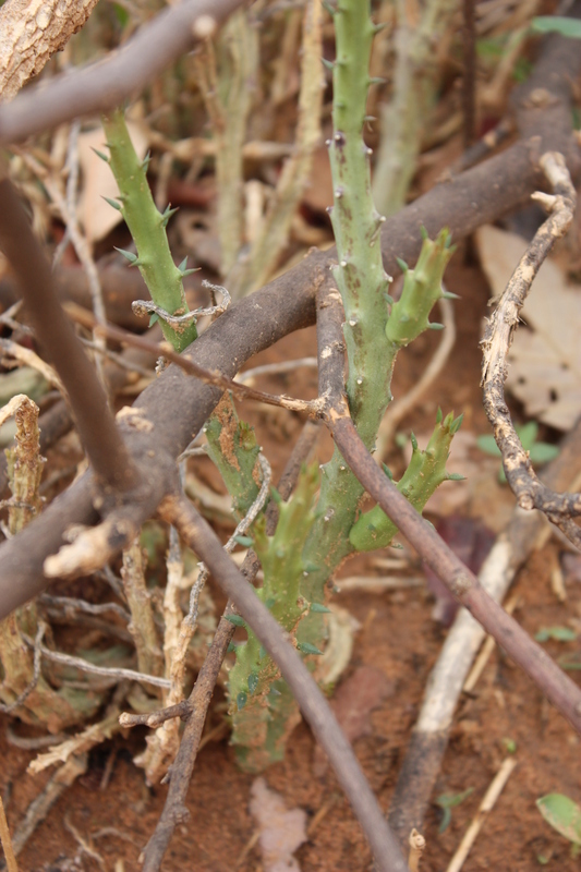 Image of <i>Caralluma adscendens</i> (Roxb.) Haw.