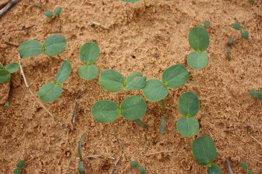 Image of <i>Cassia obtusifolia</i> L.