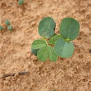 Image of <i>Cassia obtusifolia</i> L.