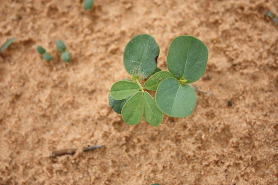 Image of <i>Cassia obtusifolia</i> L.