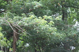 Image of kapoktree