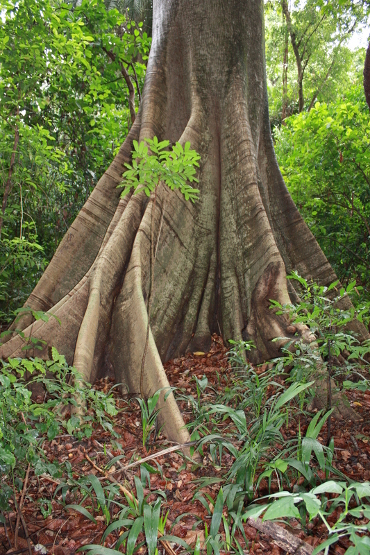 Image of kapoktree