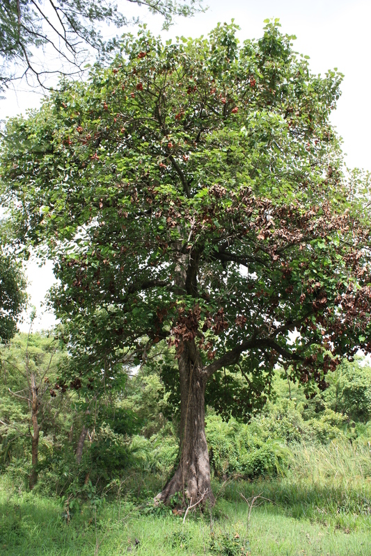 Cola cordifolia (Cav.) R. Br.的圖片