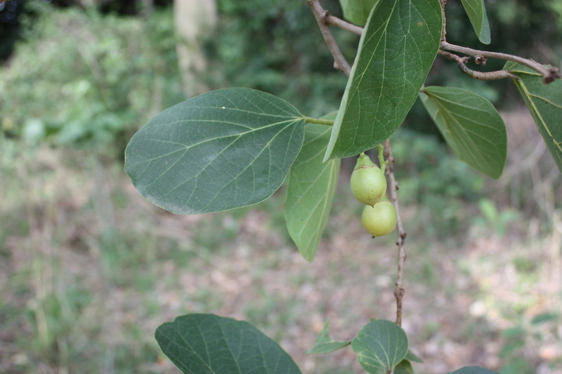 Image of Assyrian plum