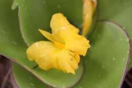 Imagem de Costus spectabilis (Fenzl) K. Schum.