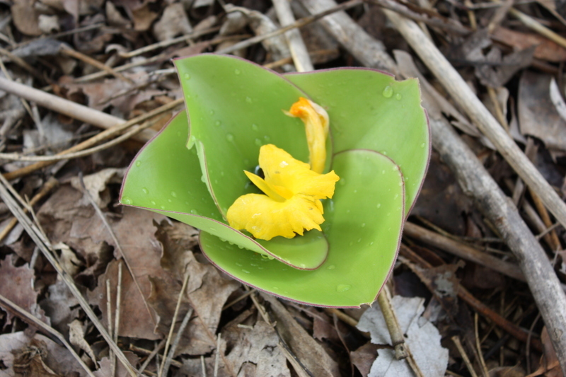 Image of Costus spectabilis (Fenzl) K. Schum.