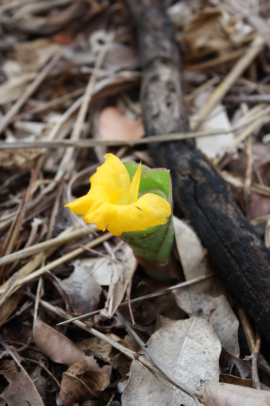 Image of Costus spectabilis (Fenzl) K. Schum.