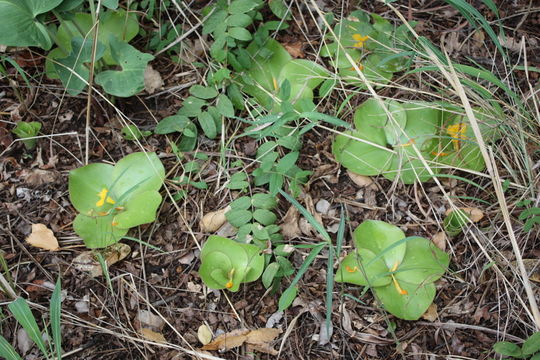 Imagem de Costus spectabilis (Fenzl) K. Schum.