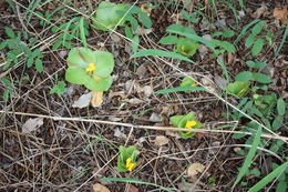 Image of Costus spectabilis (Fenzl) K. Schum.