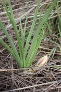 Imagem de Crinum ornatum (Aiton) Herb.