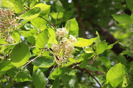 Image of Common crown-berry