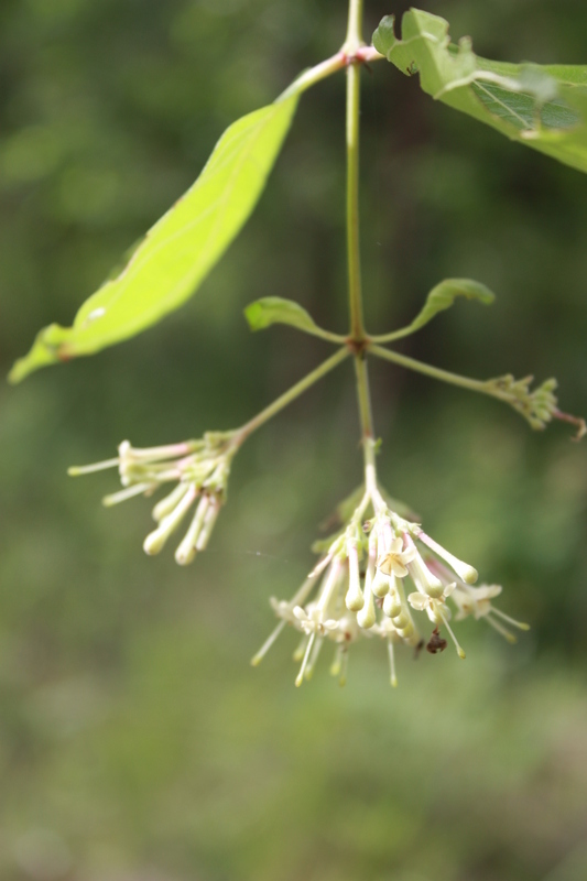 Image of Common crown-berry