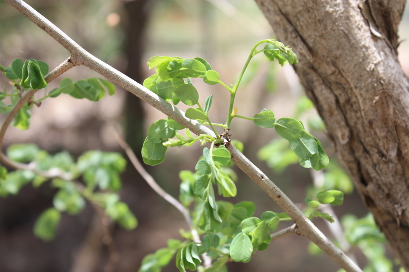 Image of African Blackwood