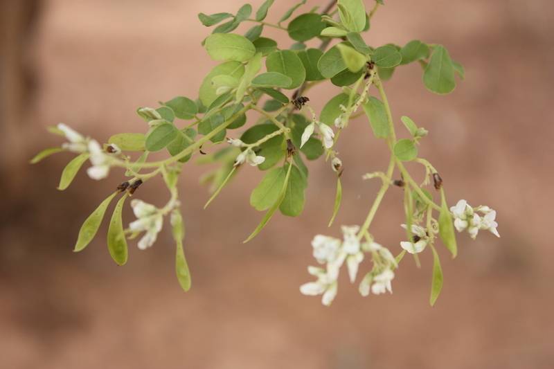 Image of African Blackwood