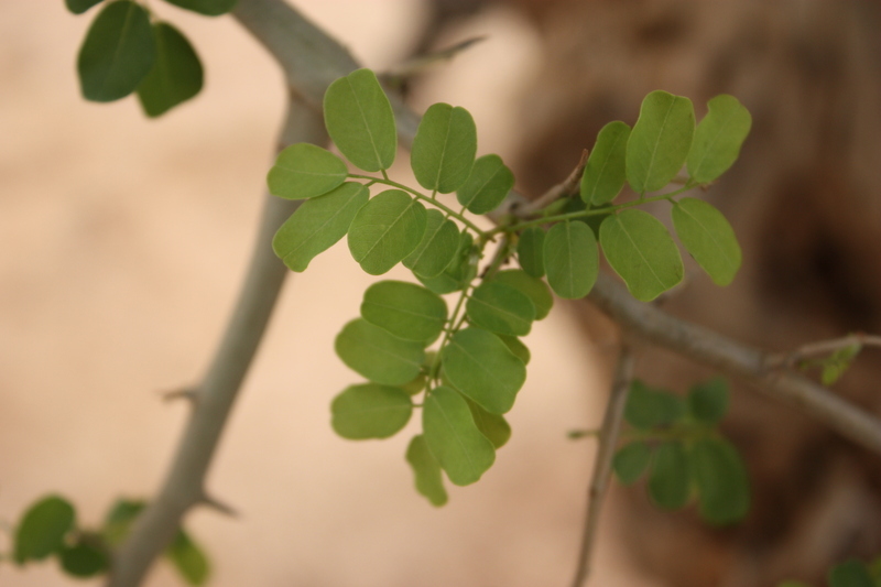 Image of African Blackwood