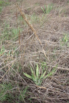 Image of Tall white squill