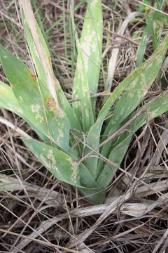 Image of Tall white squill