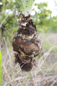 Image of Tall white squill