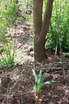 Image of Tall white squill